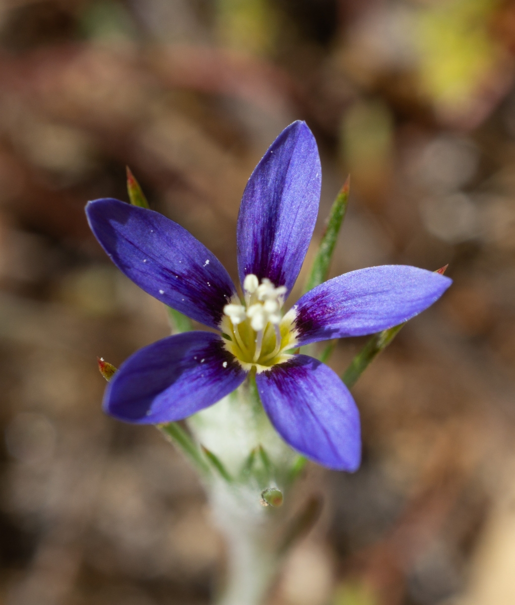 Eriastrum virgatum