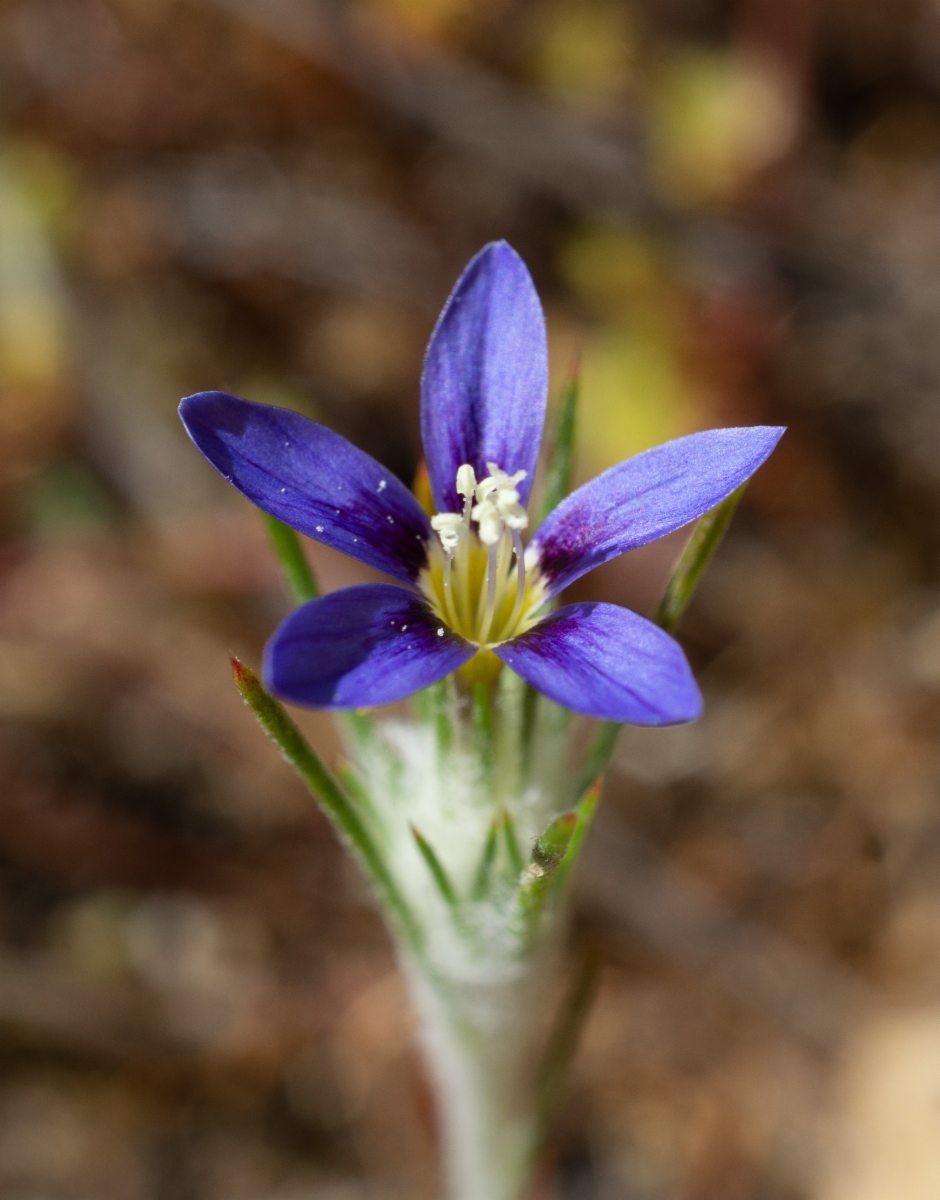 Eriastrum virgatum