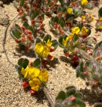 Acmispon heermannii var. orbicularis