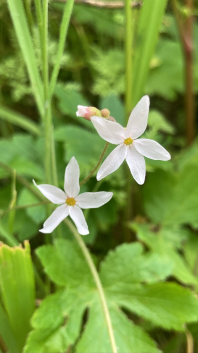 Lithophragma cymbalaria