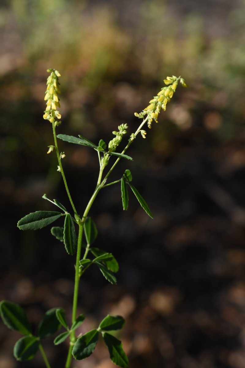 Melilotus indicus