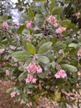 Arctostaphylos columbiana