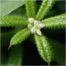 Galium aparine