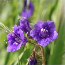 Phacelia minor