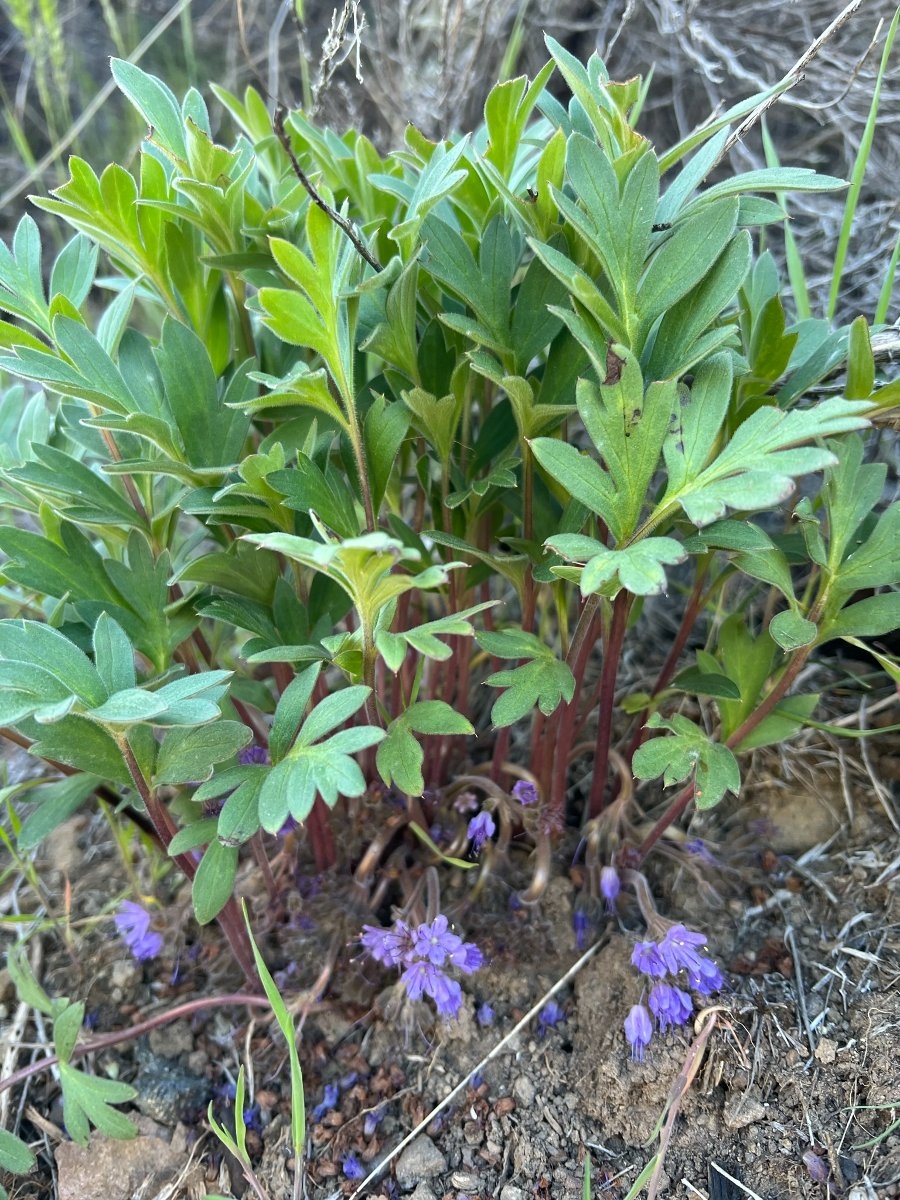 Hydrophyllum alpestre