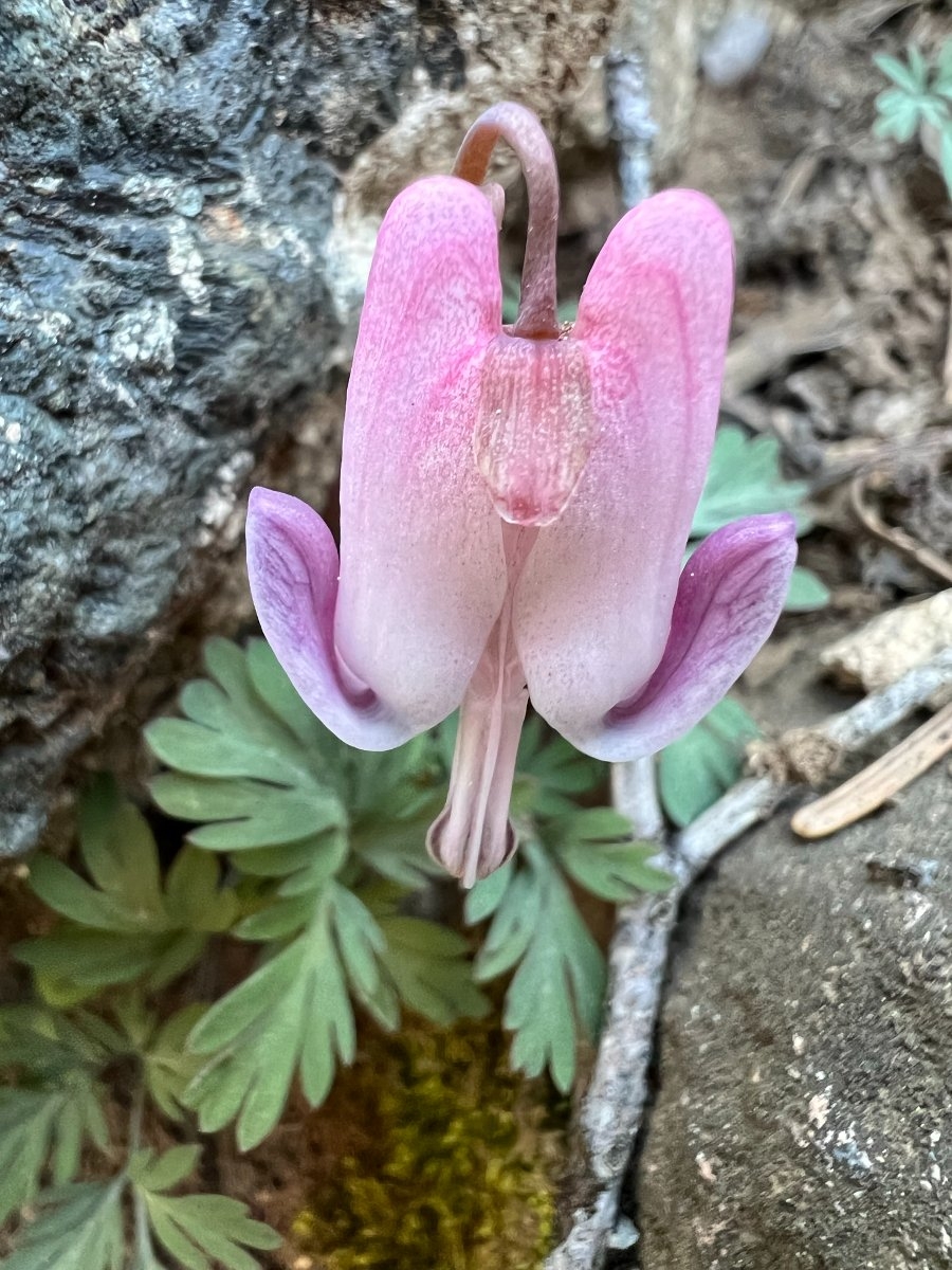 Dicentra pauciflora