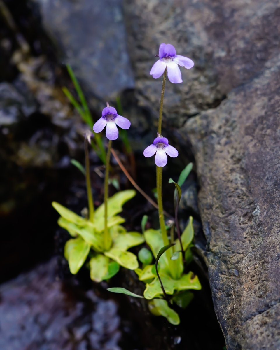 Pinguicula macroceras