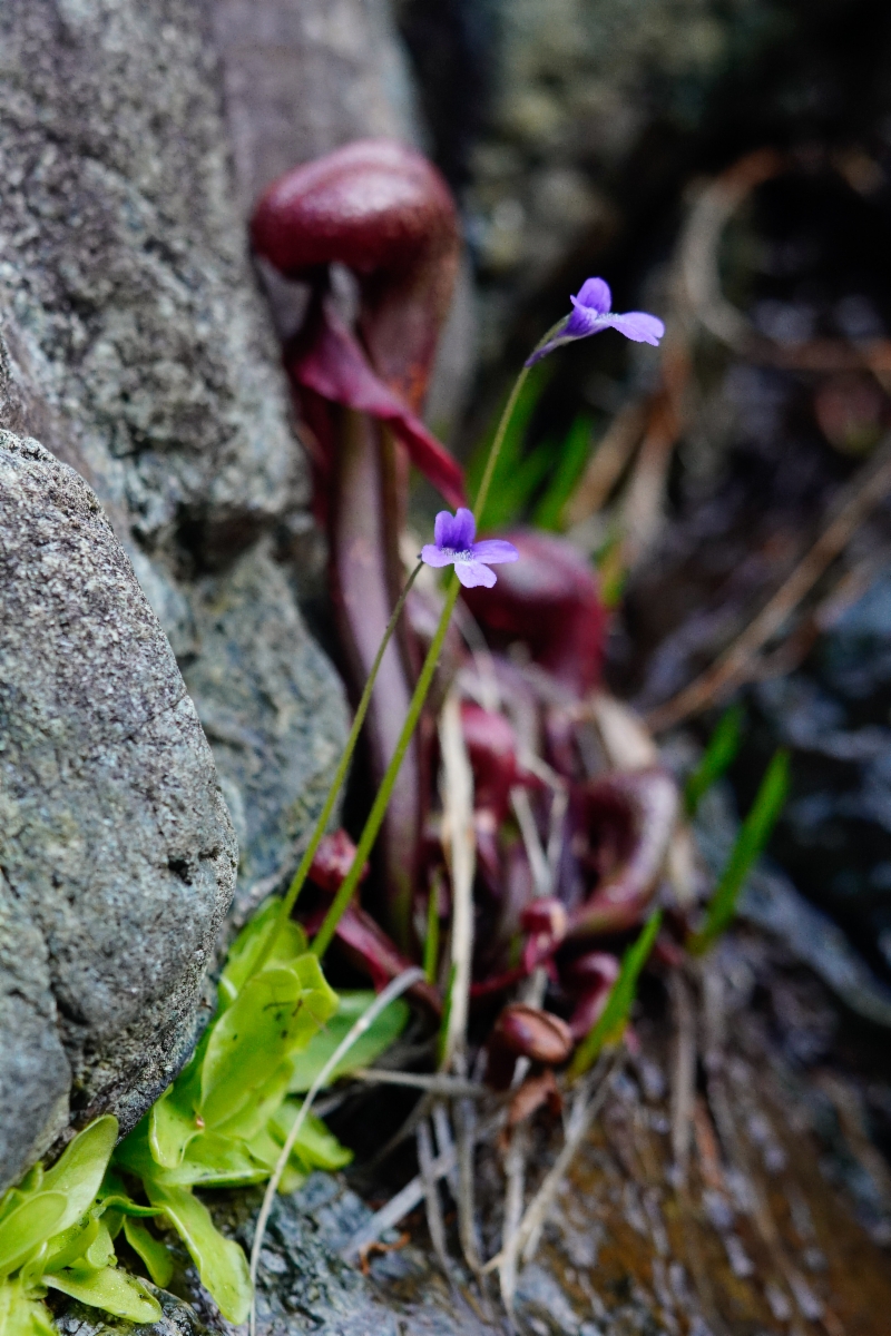 Pinguicula macroceras