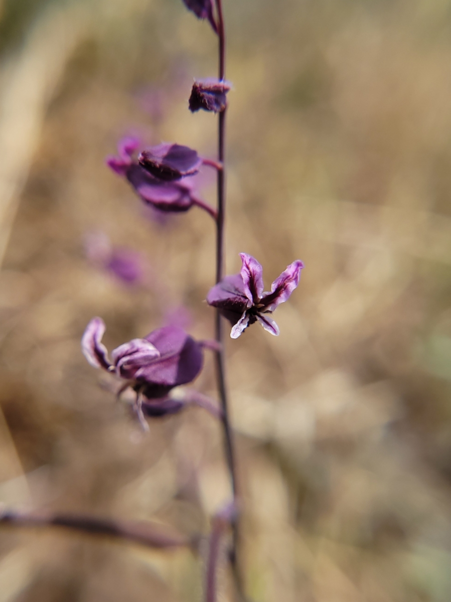 Streptanthus glandulosus ssp. pulchellus