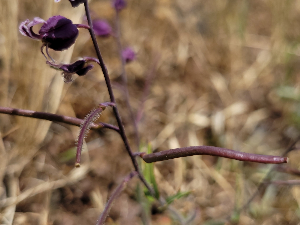 Streptanthus glandulosus ssp. pulchellus