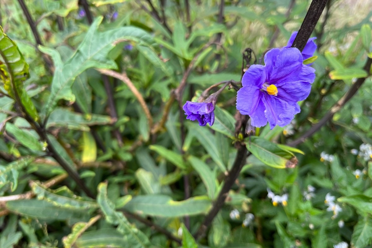 Solanum laciniatum