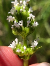 Plectritis congesta ssp. brachystemon