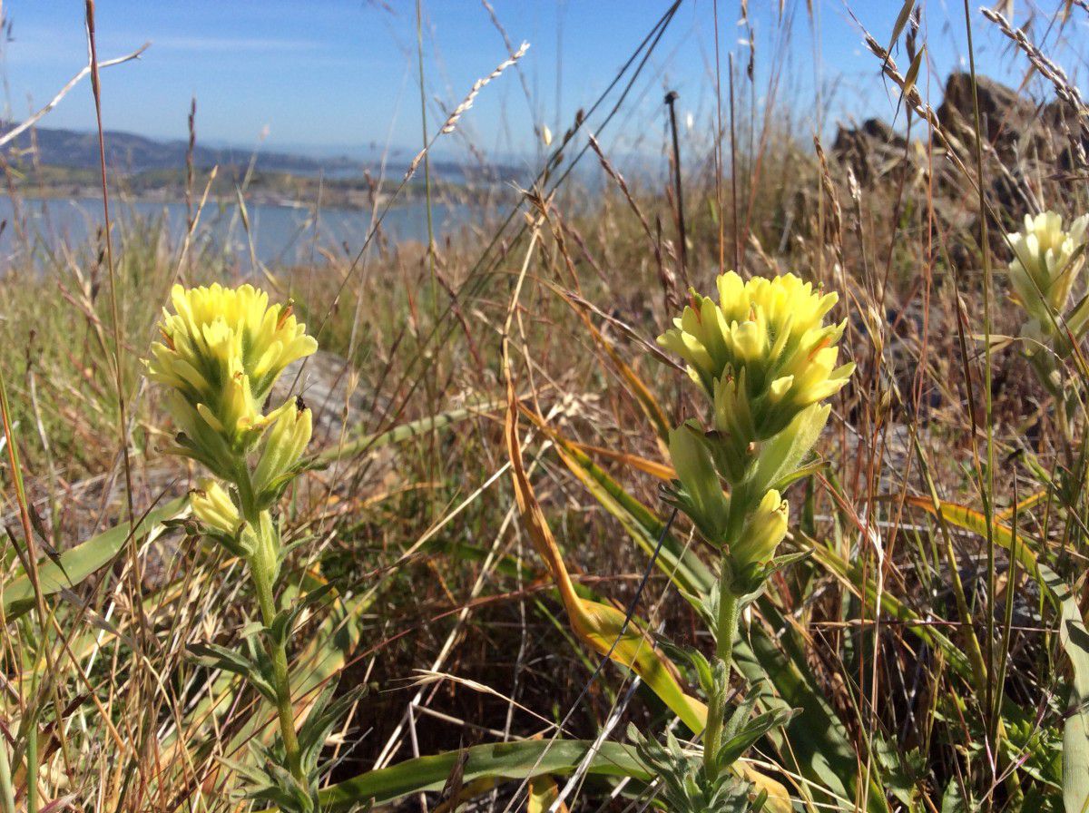 Castilleja affinis ssp. neglecta