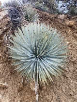 Yucca whipplei ssp. whipplei