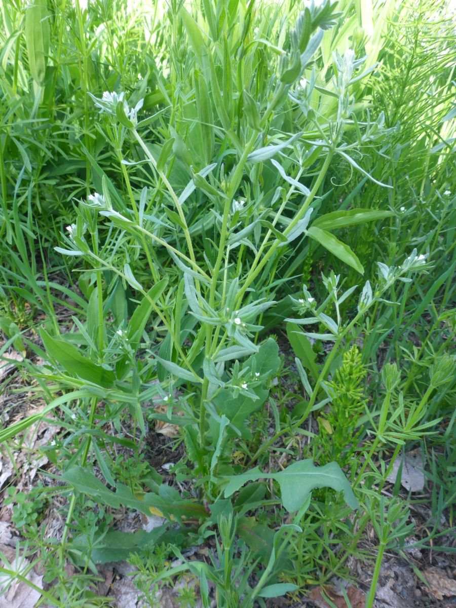 Lithospermum arvense