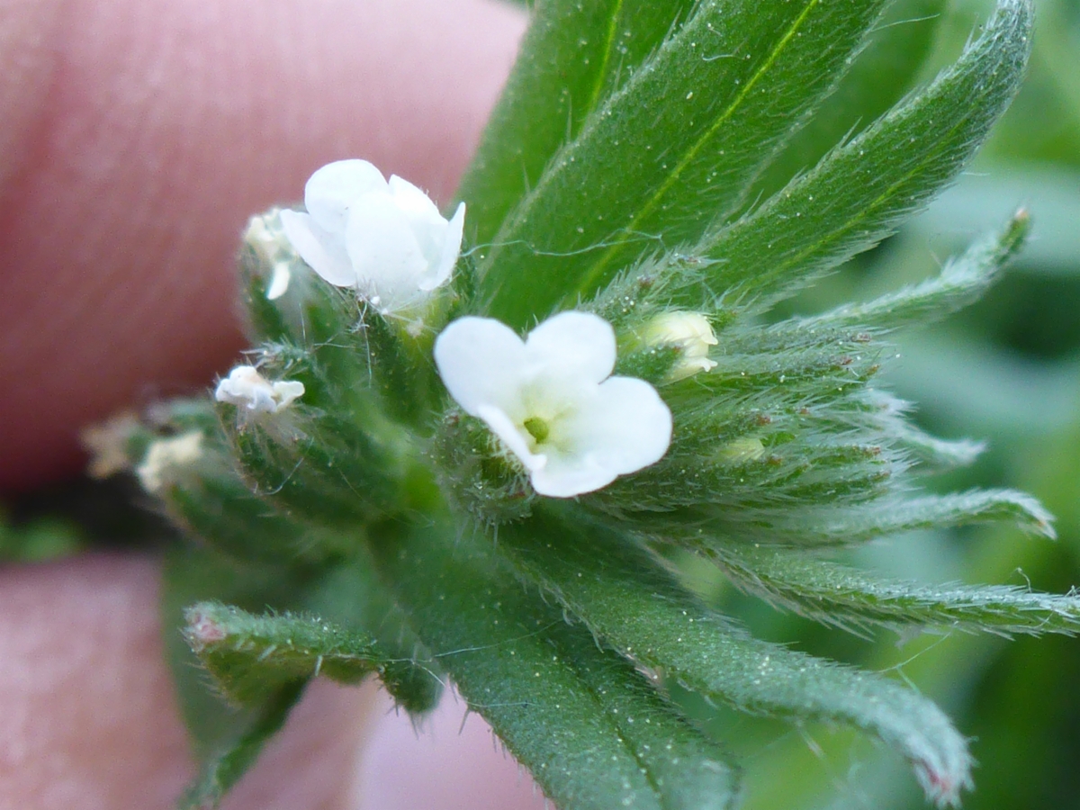 Lithospermum arvense