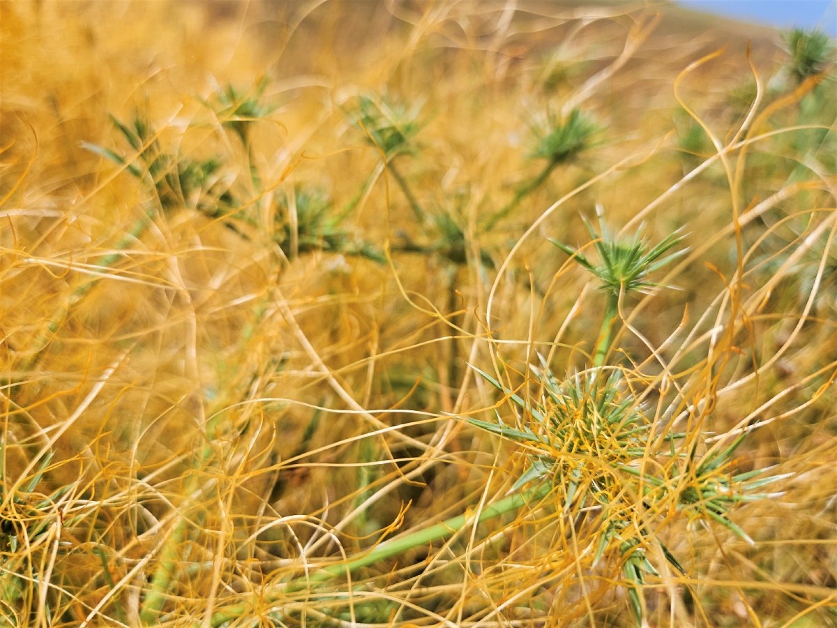 Cuscuta howelliana