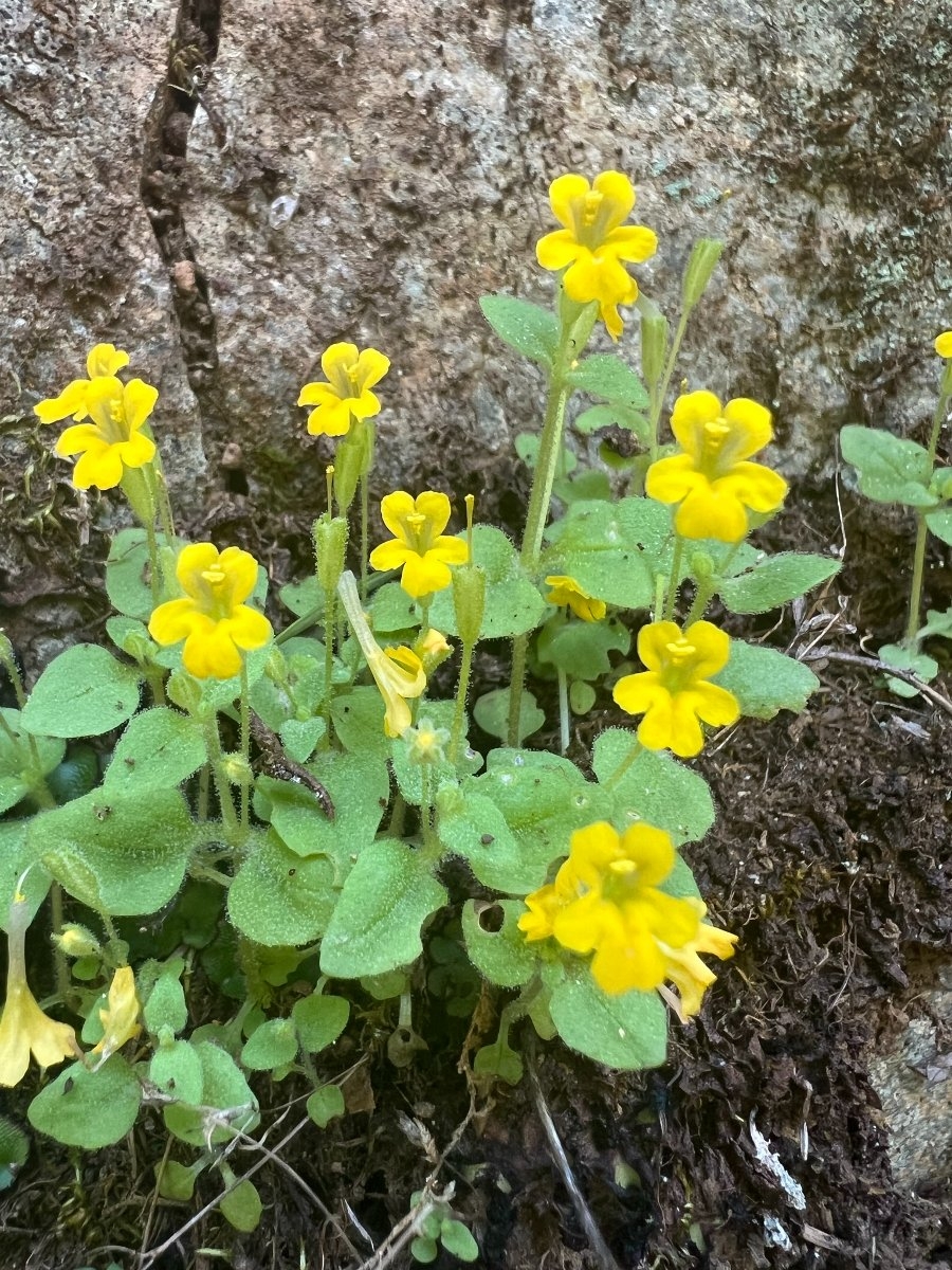 Erythranthe taylorii