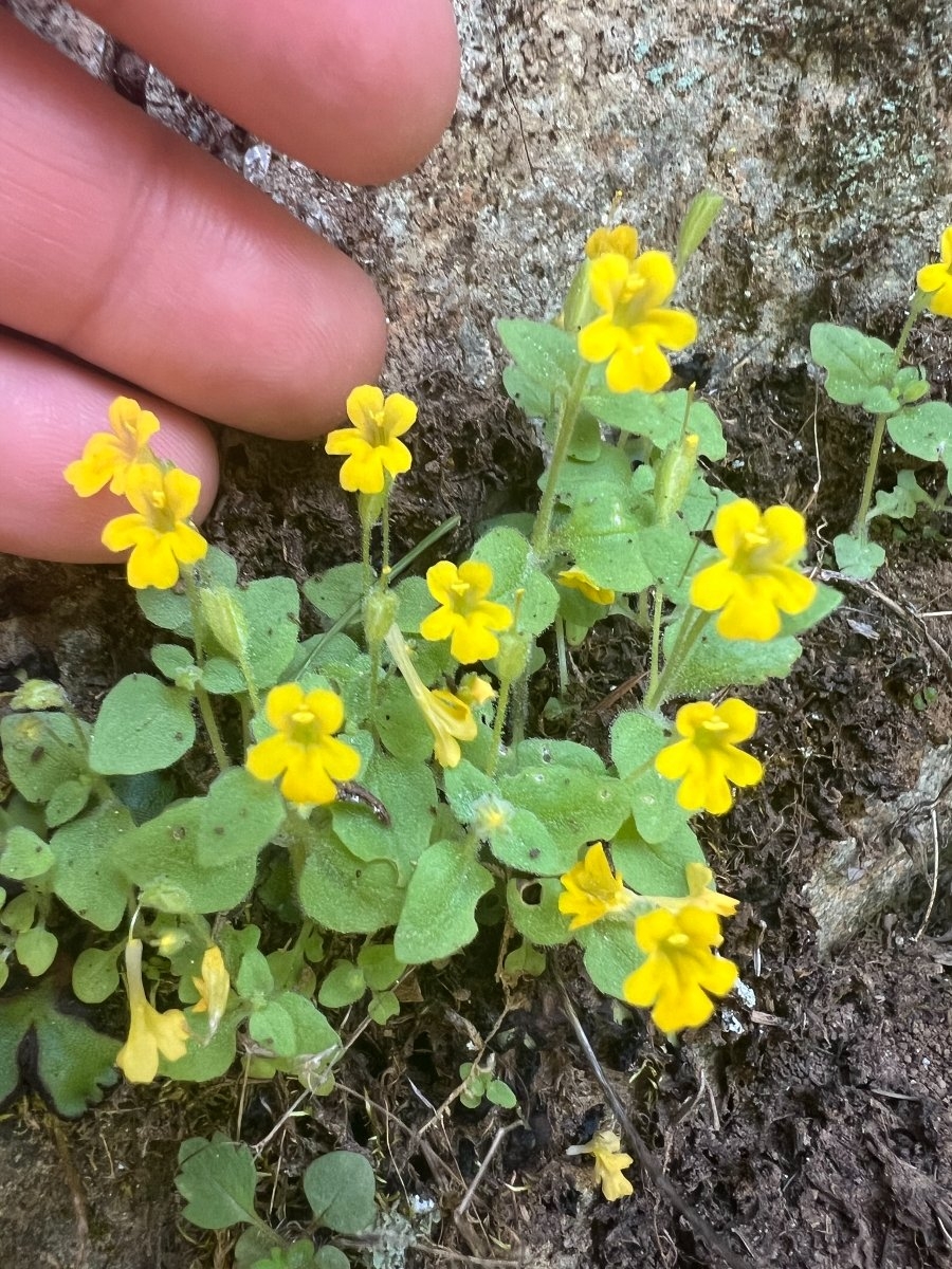 Erythranthe taylorii