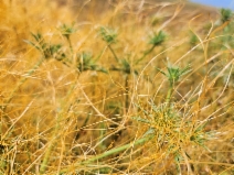 Cuscuta howelliana