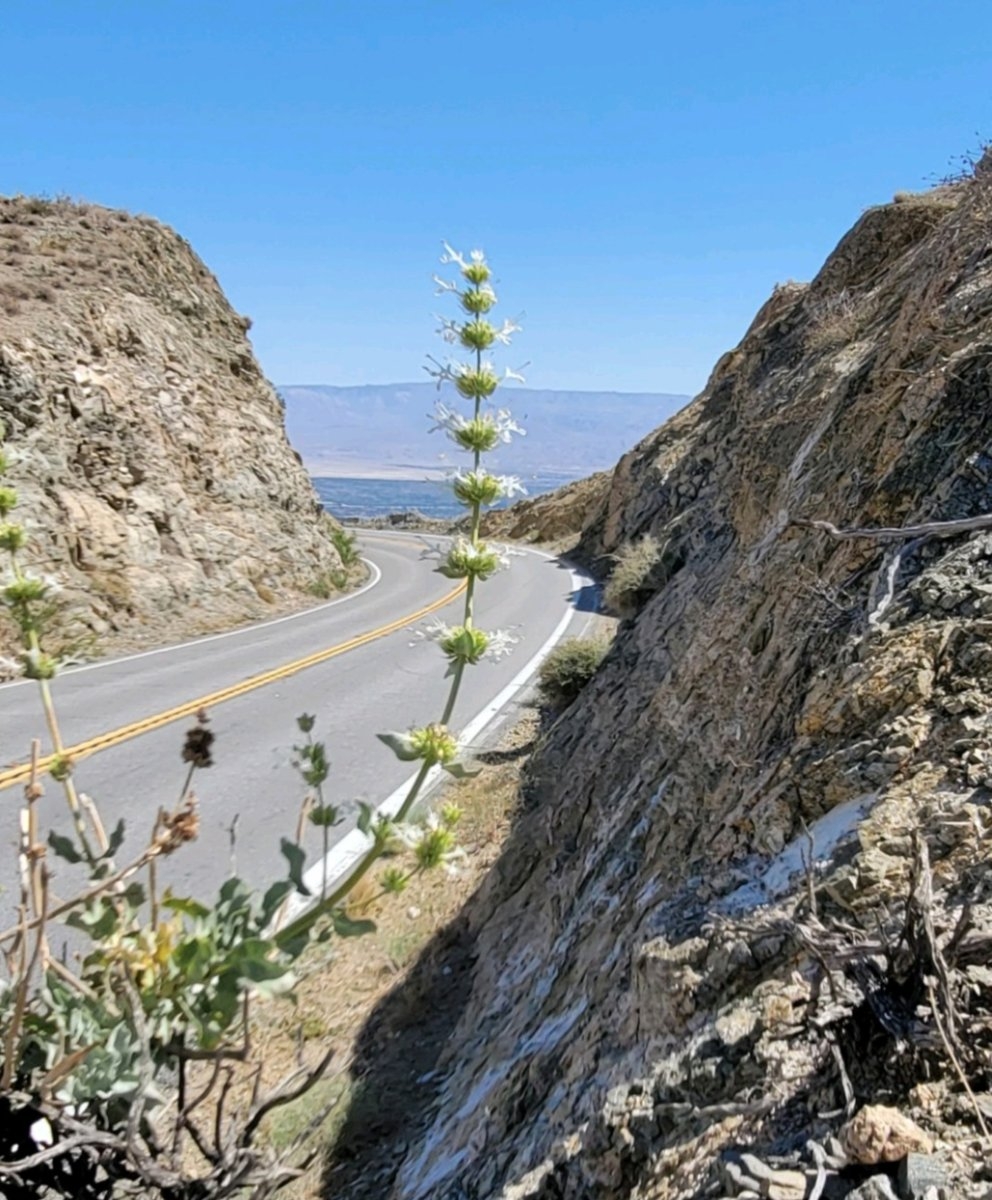 Salvia vaseyi