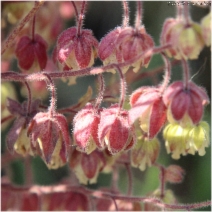 Emmenanthe penduliflora