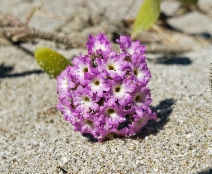 Abronia umbellata ssp. breviflora