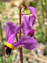 Primula clevelandii var. insulare