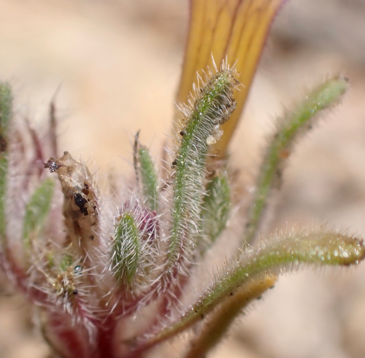 Nama aretioides var. multiflora