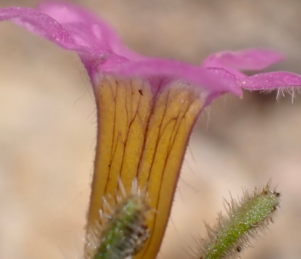 Nama aretioides var. multiflora