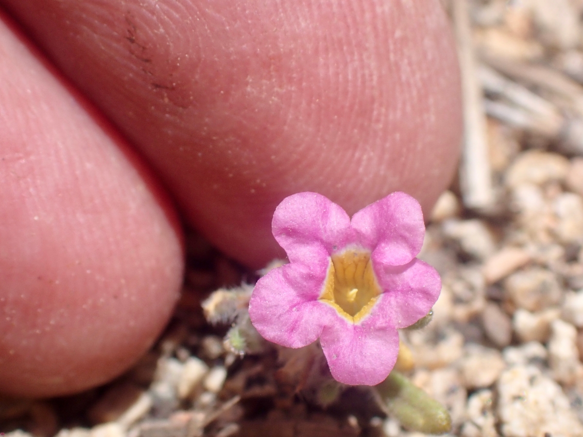 Nama aretioides var. multiflora