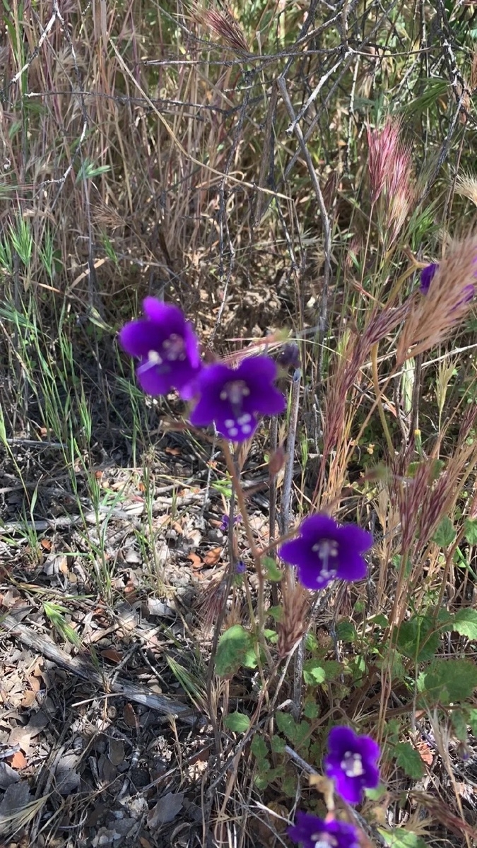 Phacelia minor