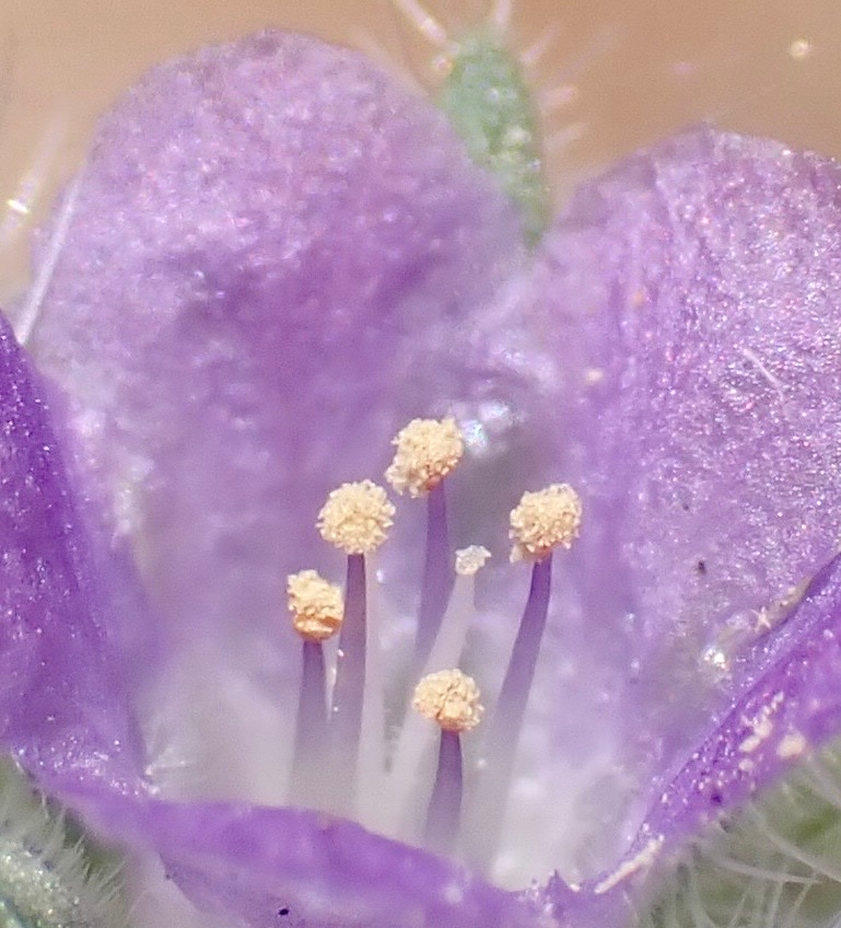 Phacelia novenmillensis