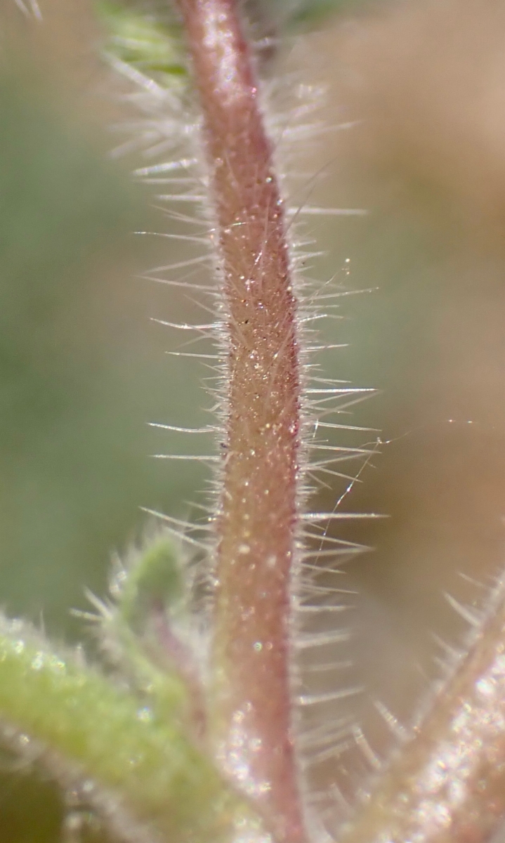 Phacelia novenmillensis