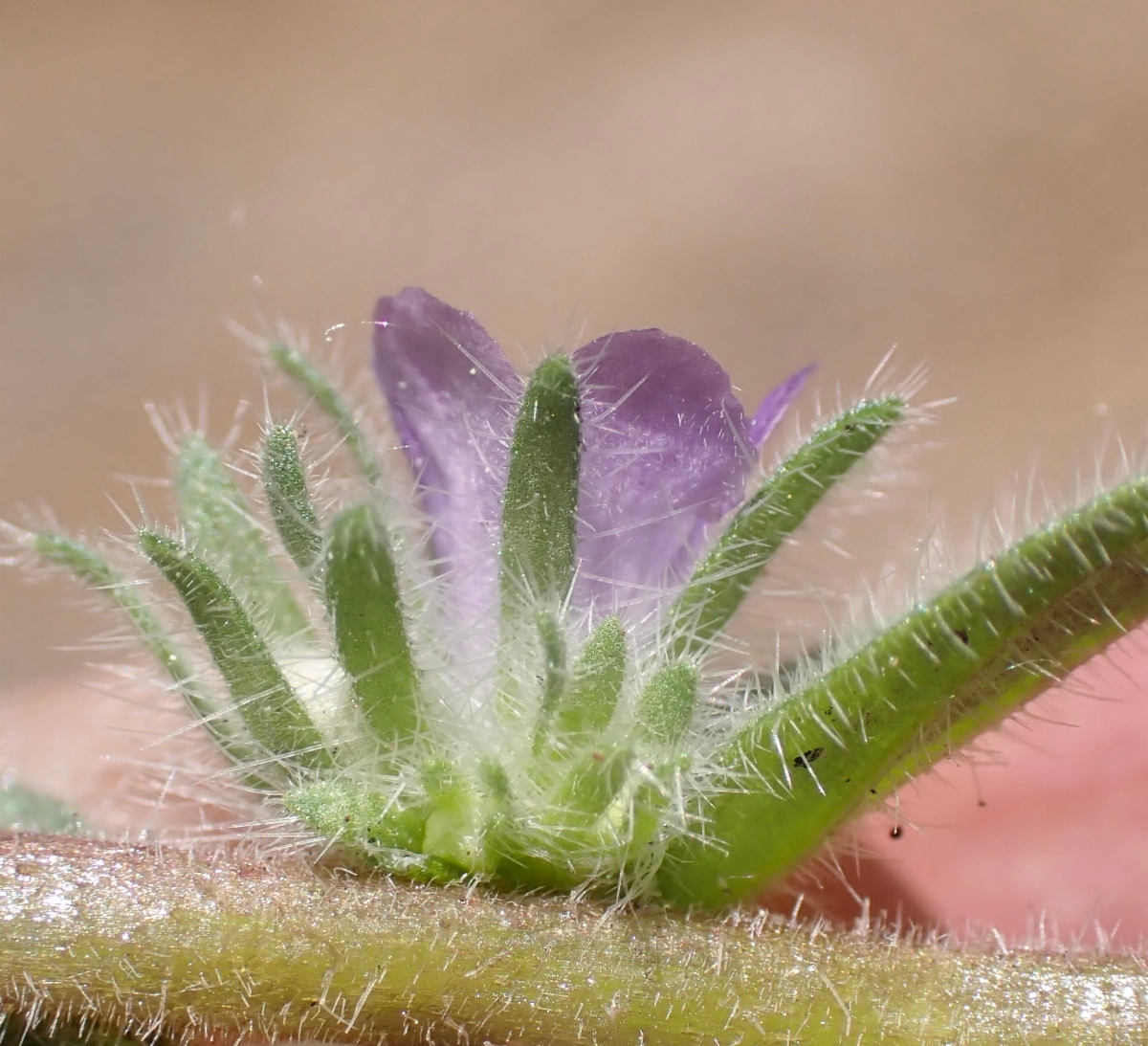 Phacelia novenmillensis