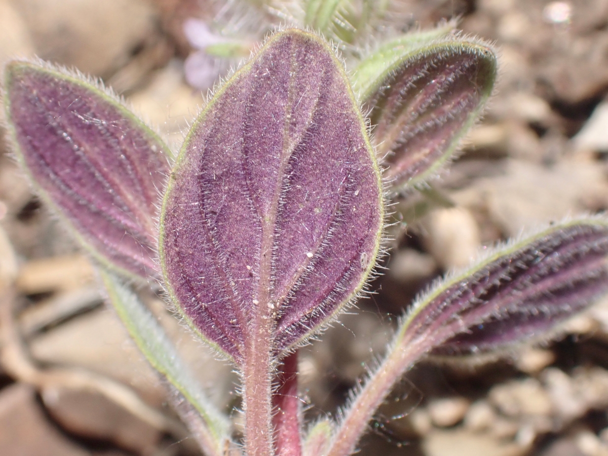 Phacelia novenmillensis