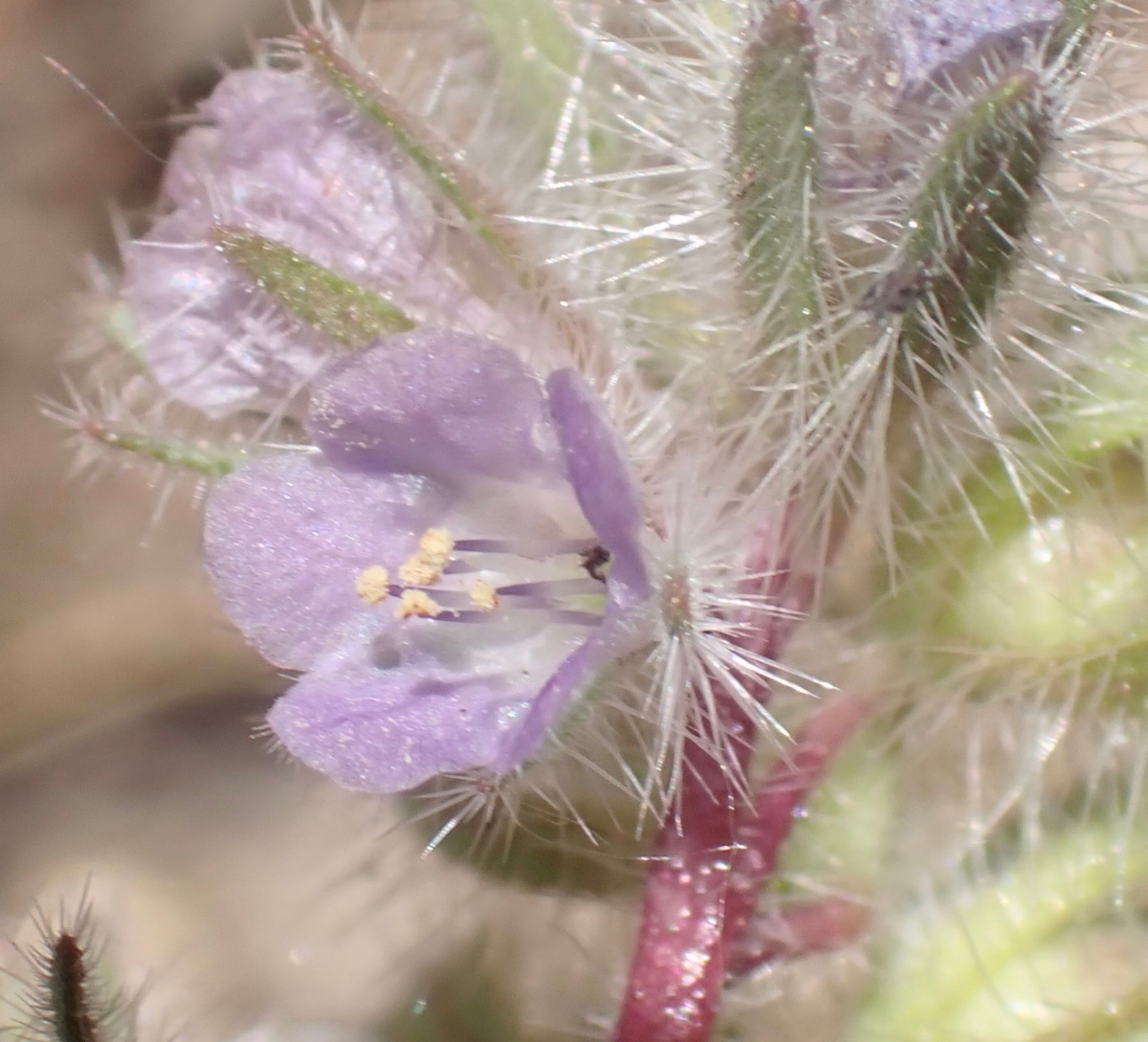 Phacelia novenmillensis