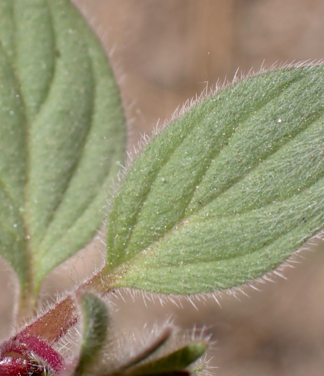 Phacelia novenmillensis