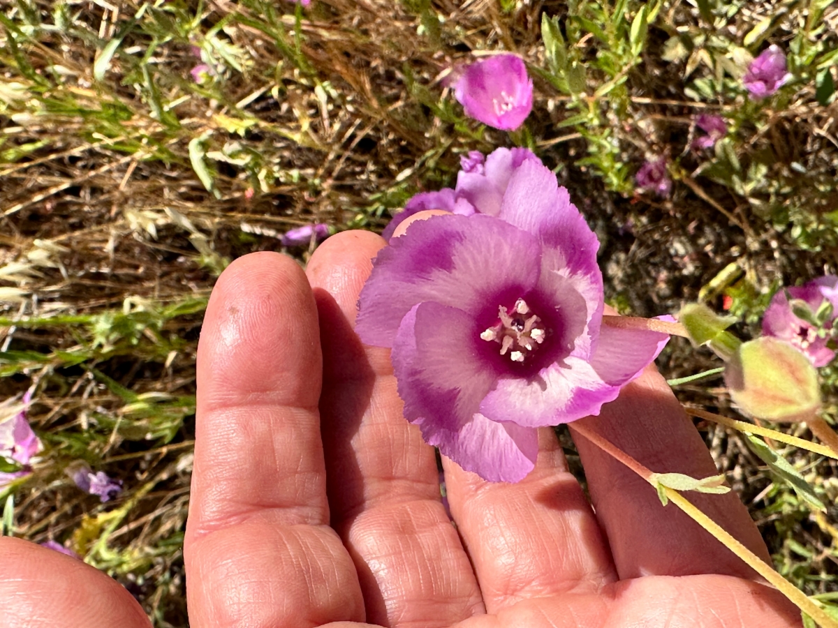 Clarkia purpurea ssp. viminea