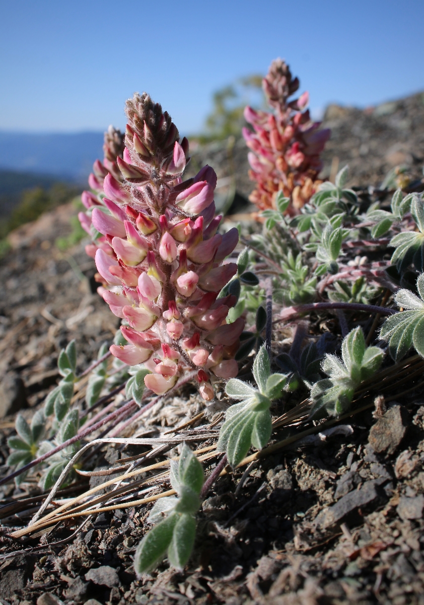 Lupinus constancei