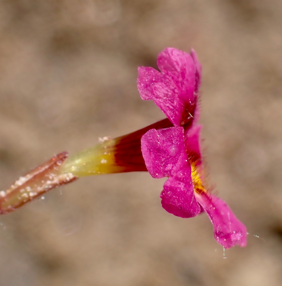 Erythranthe palmeri