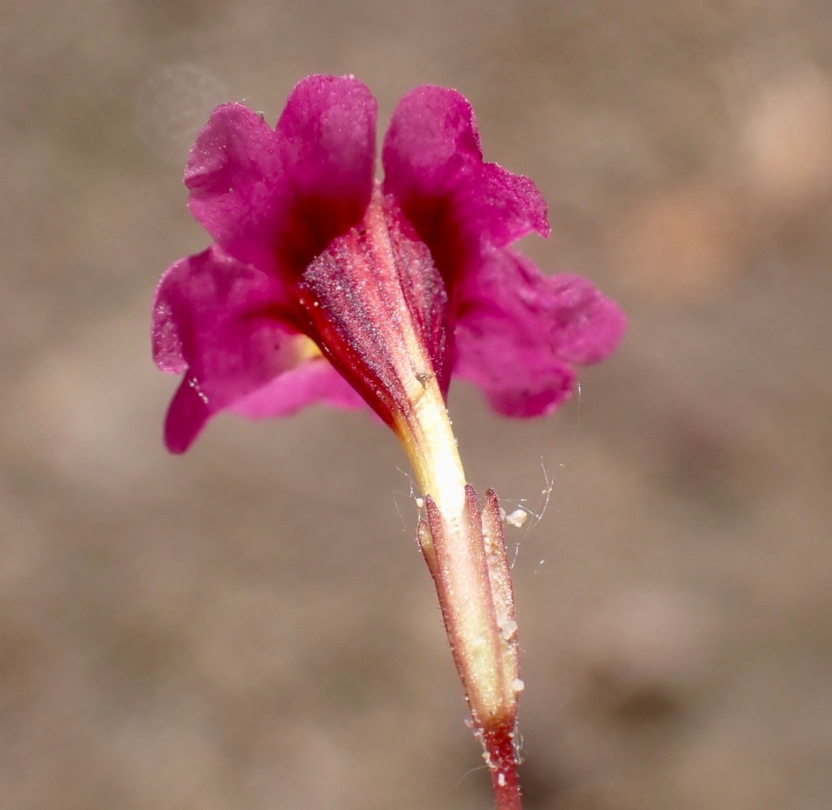 Erythranthe palmeri