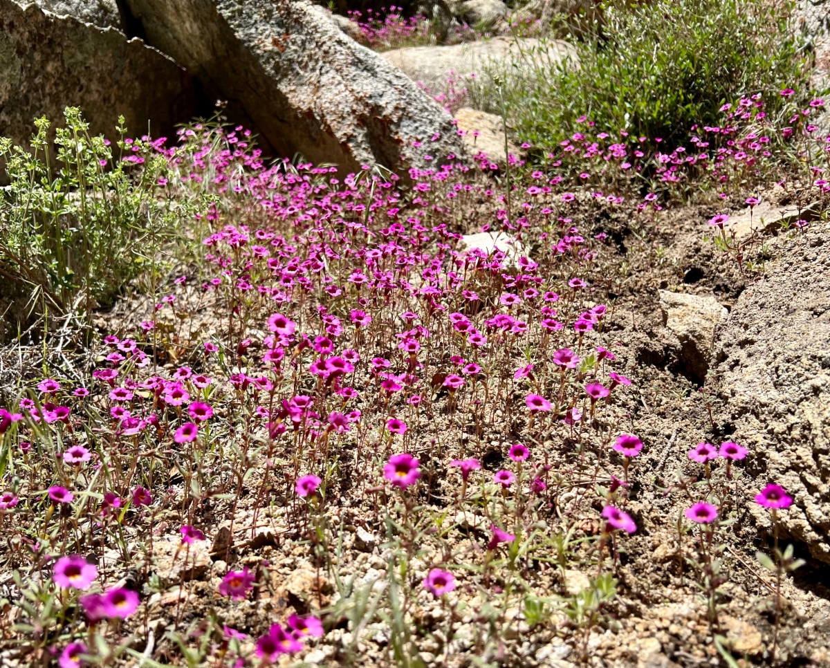 Erythranthe palmeri