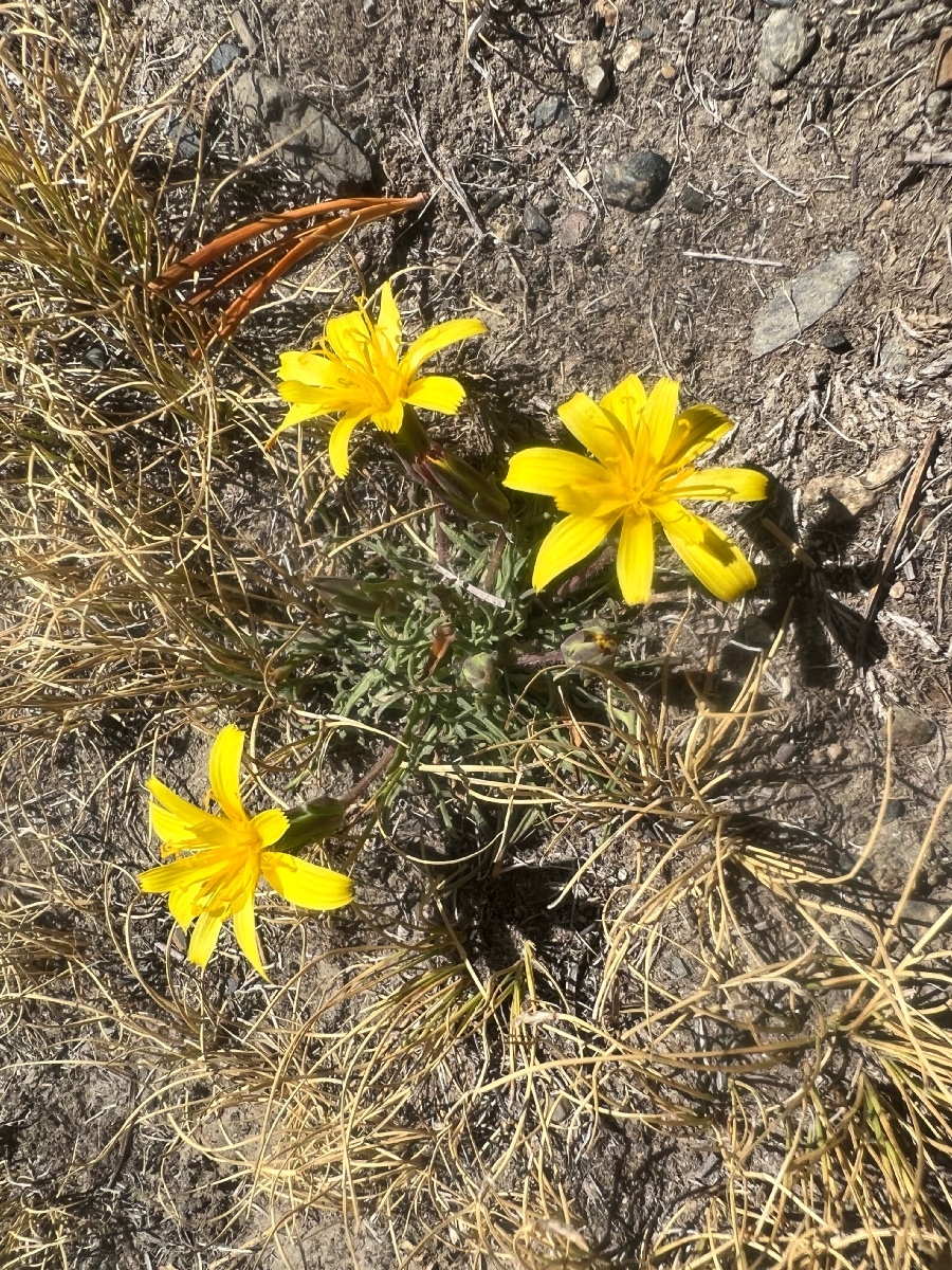 Crepis intermedia