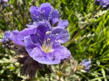 Phacelia ciliata