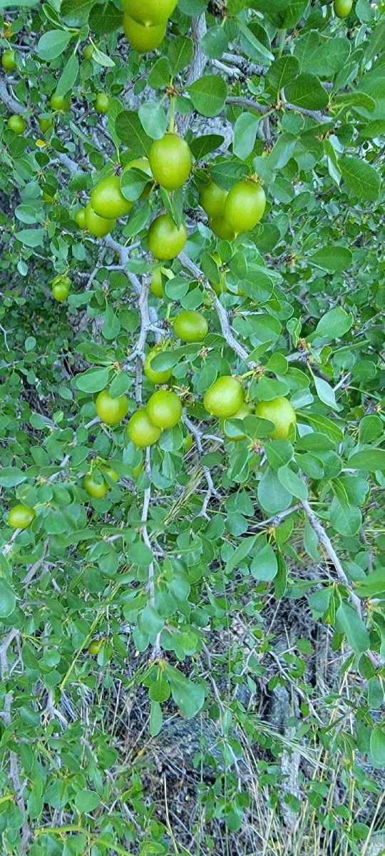 Ziziphus parryi var. parryi