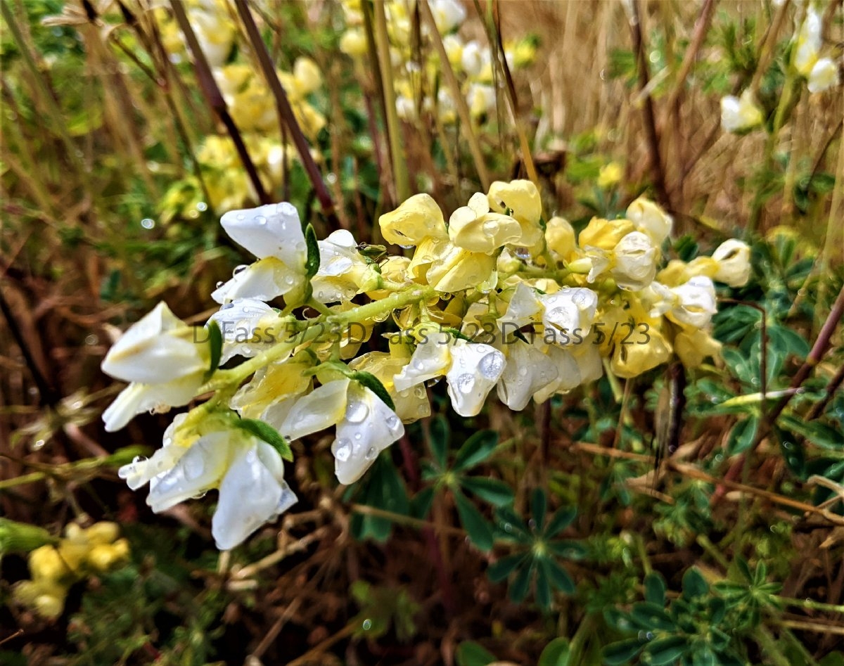 Lupinus luteolus