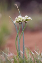 Allium howellii