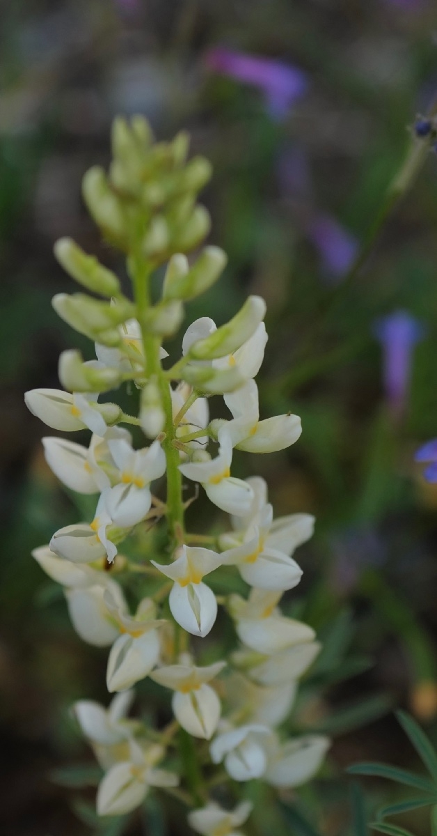 Lupinus angustiflorus