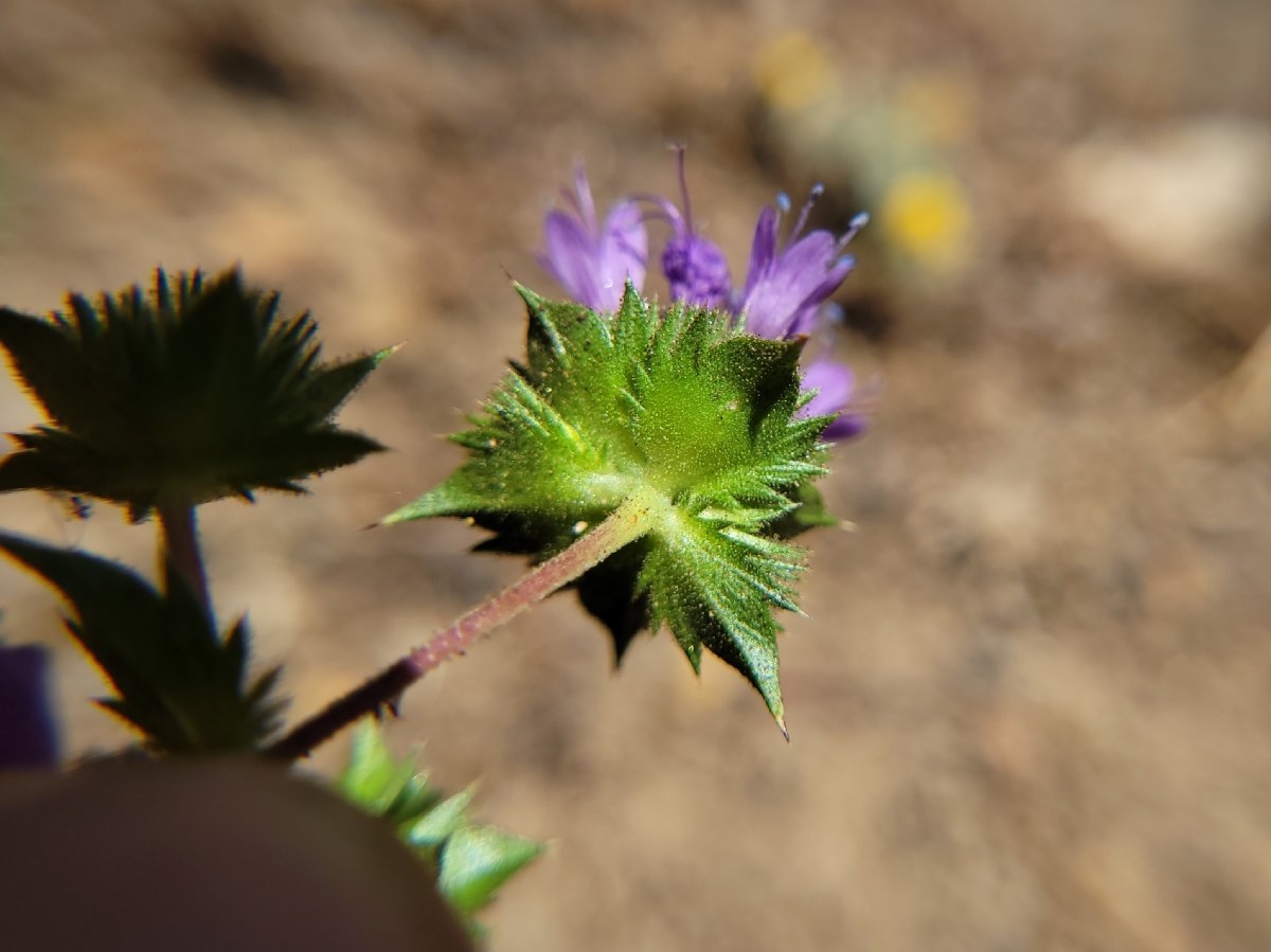 Navarretia heterodoxa